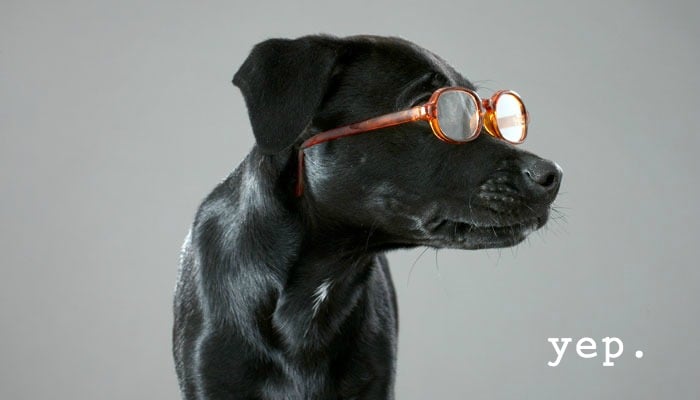 dog-black-lab-glasses-yep.jpg
